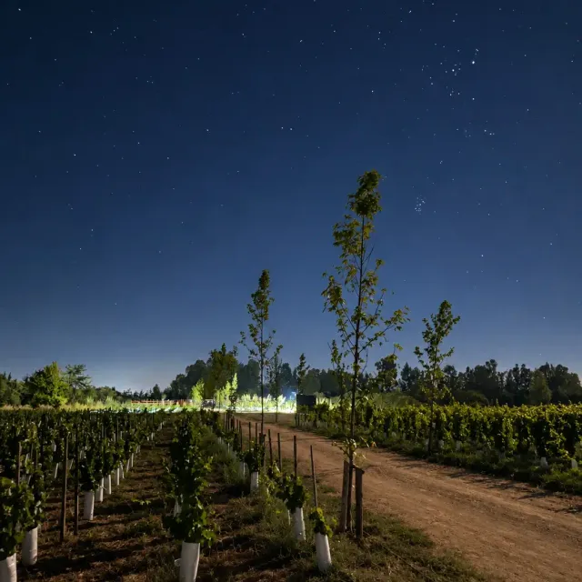 Viñedo joven bajo un cielo estrellado, con un camino de tierra entre las hileras